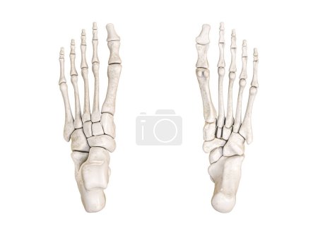 Téléchargez les photos : Vue inférieure et supérieure des os du pied marquée avec des couleurs Illustration de rendu 3D isolée sur blanc avec espace de copie. anatomie du squelette humain, diagramme médical, concepts d'ostéologie. - en image libre de droit