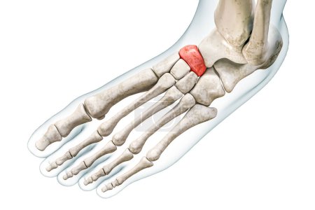 Photo for Navicular tarsal bone in red with body 3D rendering illustration isolated on white with copy space. Human skeleton and foot anatomy, medical diagram, osteology, skeletal system concepts. - Royalty Free Image