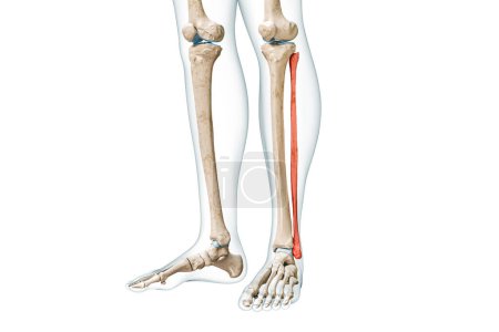 Fibula bone frontview in roter Farbe mit Körper 3D-Rendering-Illustration isoliert auf weiß mit Kopierraum. Anatomie des menschlichen Skeletts, der Beine und Waden, medizinische Diagramme, Konzepte des Skelettsystems.