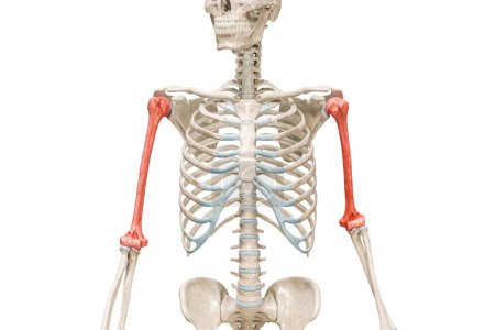 Foto de Hueso del brazo húmero en color rojo Ilustración de representación 3D aislada en blanco con espacio de copia. Anatomía del esqueleto humano, diagrama médico, osteología, sistema esquelético, ciencia, conceptos de biología. - Imagen libre de derechos