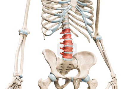 Photo for Lumbar vertebrae in red color 3D rendering illustration isolated on white with copy space. Human skeleton and spine anatomy, medical diagram, osteology, skeletal system concepts. - Royalty Free Image