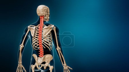 Colonne vertébrale en couleur rouge vue de dos avec corps rendu 3D illustration sur fond bleu avec espace de copie. Concepts anatomiques de la colonne vertébrale humaine.