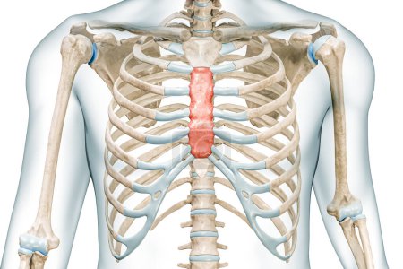 Photo for Body of the sternum bone in red color 3D rendering illustration isolated on white with copy space. Human skeleton or skeletal system and rib cage anatomy, medical diagram, osteology concepts. - Royalty Free Image
