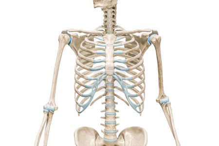 Foto de Rib jaula huesos vista frontal primer plano 3D representación ilustración aislada en blanco con espacio de copia. Esqueleto humano y anatomía del torso, diagrama médico, osteología, conceptos del sistema esquelético. - Imagen libre de derechos
