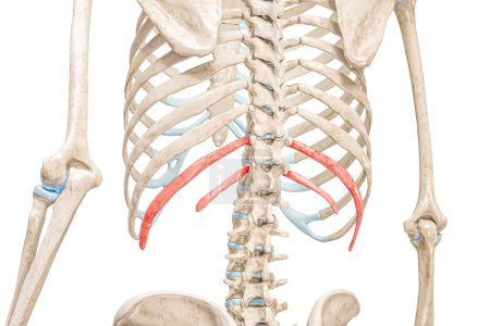 Foto de Costillas flotantes en color rojo 3D representación ilustración vista posterior aislado en blanco. Anatomía del esqueleto humano, diagrama médico, osteología, conceptos del sistema esquelético. - Imagen libre de derechos