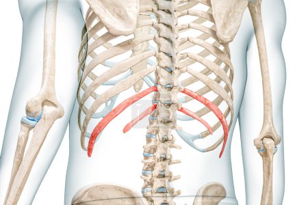 Foto de Costillas flotantes en color rojo con ilustración de representación 3D del cuerpo aislado en blanco. Anatomía del esqueleto humano, diagrama médico, osteología, conceptos del sistema esquelético. - Imagen libre de derechos