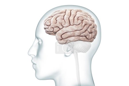 Foto de Vista del perfil de la corteza cerebral o hemisferio con ilustración precisa de la representación 3D del cuerpo. Neurología, neurociencia, anatomía del cerebro humano, diagrama médico, conceptos del sistema nervioso. - Imagen libre de derechos