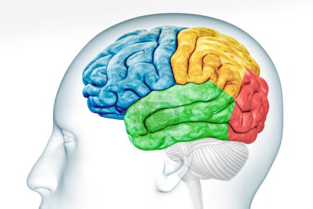 Téléchargez les photos : Lobes du cortex cérébral en vue de profil de couleur avec corps isolé sur fond blanc illustration de rendu 3D précise. Anatomie cérébrale humaine, neurologie, neurosciences, médecine et concept de santé. - en image libre de droit