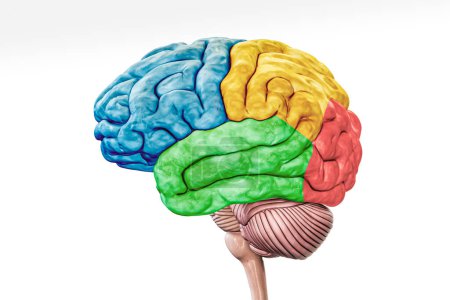 Téléchargez les photos : Lobes du cortex cérébral dans la vue de profil de couleur isolé sur fond blanc illustration de rendu 3D précise. Anatomie cérébrale humaine, neurologie, neurosciences, médecine et soins de santé, concept de biologie. - en image libre de droit