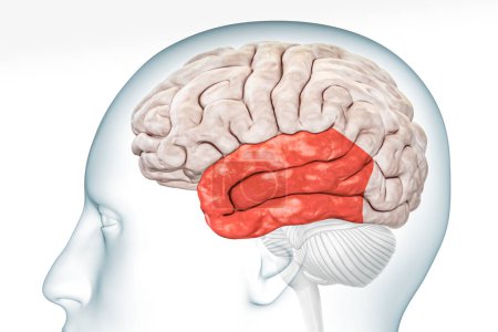 Téléchargez les photos : Lobe temporal du cortex cérébral en couleur rouge vue de profil avec corps isolé sur fond blanc illustration de rendu 3D. Anatomie cérébrale humaine, neurologie, neurosciences, médecine et concept de santé. - en image libre de droit