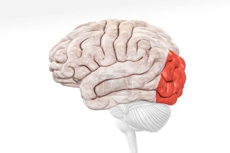 Téléchargez les photos : Lobe occipital du cortex cérébral en couleur rouge vue de profil isolé sur fond blanc illustration de rendu 3D. Anatomie cérébrale humaine, neurologie, neurosciences, médecine et soins de santé, concept de biologie. - en image libre de droit