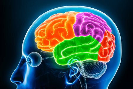 Foto de Lóbulos de la corteza cerebral en la vista de perfil de color ilustración de representación 3D de rayos X. Anatomía del cerebro humano, neurología, neurociencia, medicina y salud, biología, concepto de ciencia. - Imagen libre de derechos