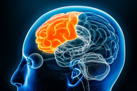 Téléchargez les photos : Lobe frontal du cortex cérébral vue de profil gros plan illustration de rendu 3D. Anatomie cérébrale humaine, neurologie, neurosciences, médecine et soins de santé, biologie, concept scientifique. - en image libre de droit