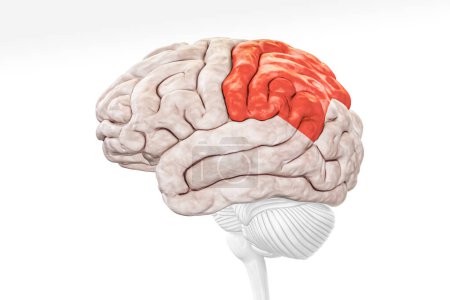 Téléchargez les photos : Lobe pariétal du cortex cérébral en couleur rouge vue de profil isolé sur fond blanc illustration de rendu 3D. Anatomie cérébrale humaine, neurologie, neurosciences, médecine et soins de santé, concept de biologie. - en image libre de droit