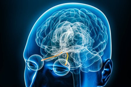 Foto de Vista de rayos X de los nervios ópticos con ilustración de representación 3D del cerebro. Cuerpo humano y sistema nervioso anatomía, medicina, biología, ciencia, neurociencia, neurología, conceptos oftalmológicos. - Imagen libre de derechos