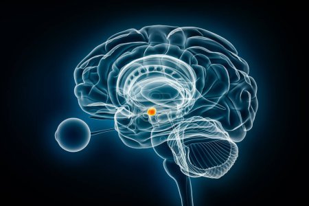Foto de Perfil de amígdala cerebral vista de rayos X ilustración de renderizado 3D. Cerebro humano y sistema límbico anatomía, medicina, salud, biología, ciencia, neurociencia, conceptos de neurología. - Imagen libre de derechos
