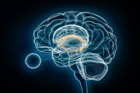 Fornix profil X-ray vue 3D rendu illustration. Anatomie du cerveau et du système limbique humain, médecine, soins de santé, biologie, science, neurosciences, concepts de neurologie.
