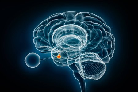 Glándula hipofisaria o neurohipófisis Vista de rayos X Ilustración de representación 3D. Cerebro humano, anatomía del sistema nervioso y endocrino, medicina, salud, ciencia, neurociencia, conceptos de neurología.