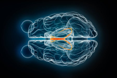 Foto de Ilustración de representación 3D superior o superior de rayos X de Fornix. Cerebro humano, anatomía límbica y del sistema nervioso, medicina, salud, biología, ciencia, neurociencia, conceptos de neurología. - Imagen libre de derechos