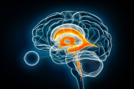 Ventrículos y acueducto cerebral vista de rayos X lateral representación 3D ilustración. Cerebro humano y sistema ventricular anatomía, medicina, salud, ciencia, neurociencia, neurología, conceptos de biología.