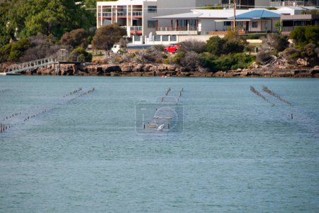 Foto de Trampas para ostras - Bahía de Coffin - Australia - Imagen libre de derechos