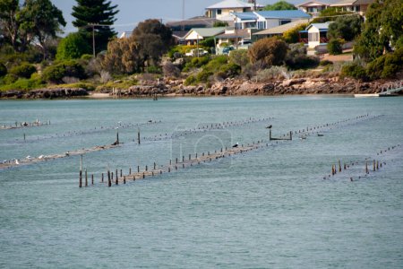 Téléchargez les photos : Pièges à huîtres - Coffin Bay - Australie - en image libre de droit