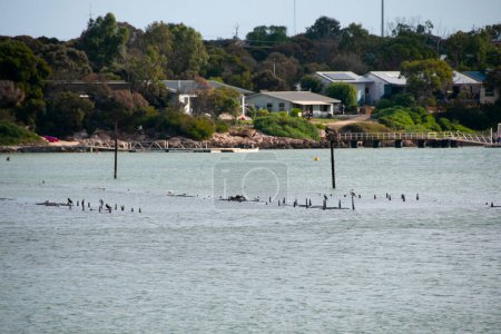 Téléchargez les photos : Pièges à huîtres - Coffin Bay - Australie - en image libre de droit