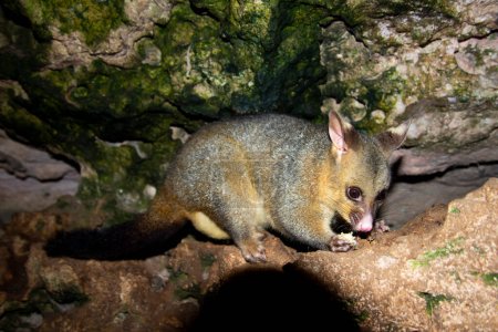 Possum sauvage sur les rochers