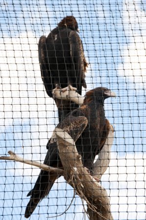 Téléchargez les photos : Aigles à queue compensée sauvés - Australie - en image libre de droit