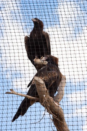 Téléchargez les photos : Aigles à queue compensée sauvés - Australie - en image libre de droit
