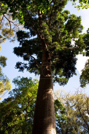 Photo for Kauri Pine Tree in the Park - Royalty Free Image
