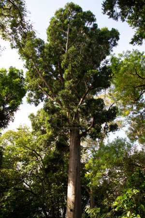 Photo for Kauri Pine Tree in the Park - Royalty Free Image