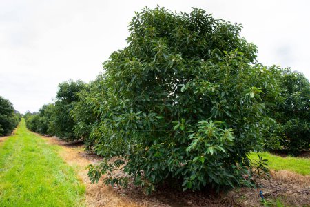 Téléchargez les photos : Organic Avocado Plantation - Western Australia - en image libre de droit