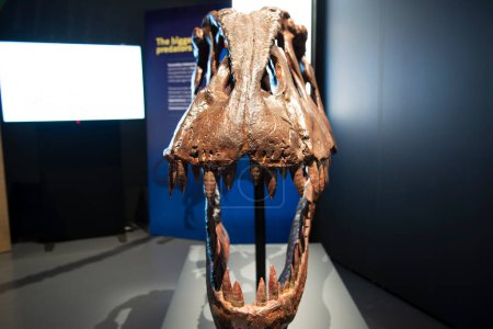 Photo for Giganotosaurus Dinosaur Skull on Display - Royalty Free Image
