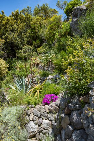 Téléchargez les photos : Jardin de La Mortella à Isola d'Ischia - Italie - en image libre de droit