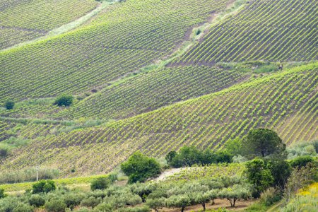 Téléchargez les photos : Vignoble Catarratto dans la région de Trapani - Sicile - Italie - en image libre de droit