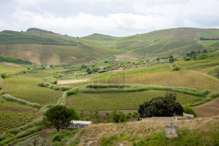 Catarratto Grapes Vineyard in Trapani Region - Sicily - Italy