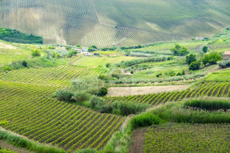 Téléchargez les photos : Vignoble Catarratto dans la région de Trapani - Sicile - Italie - en image libre de droit