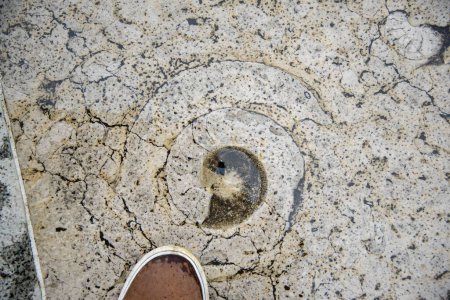 Foto de Fósiles de amonita en azulejos de piso - Imagen libre de derechos
