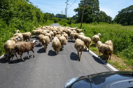 Photo for Sheep Flock on the Road - Royalty Free Image