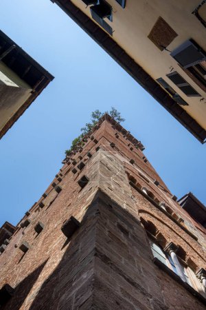 Guinigi Tower - Lucca - Italy