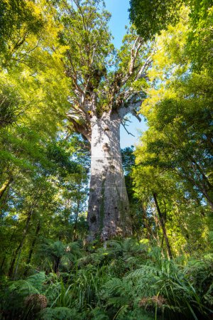 Tane Mahuta Kauri Tree - Neuseeland