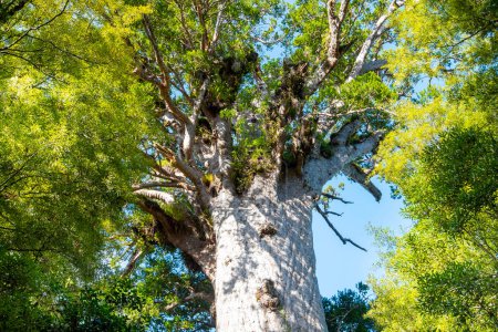 Tane Mahuta Kauri Tree - Neuseeland