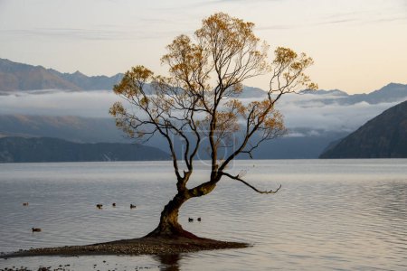 Photo for That Wanaka Tree - New Zealand - Royalty Free Image