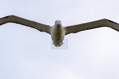 Northern Royal Albatross - New Zealand