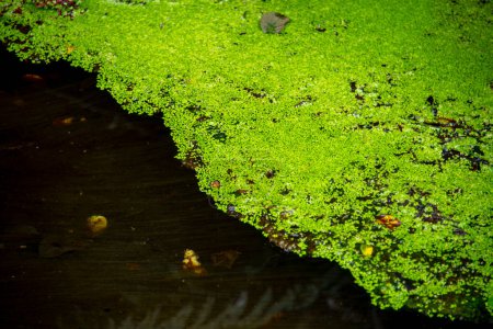 Algues vertes dans la vallée volcanique de Waimangu - Nouvelle-Zélande