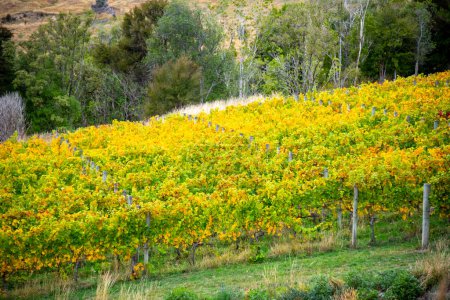 Photo for Pinot Noir and Riesling Vineyard in Canterbury - New Zealand - Royalty Free Image