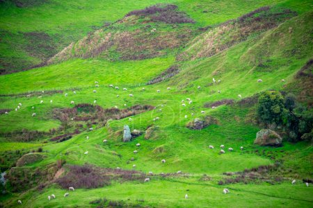 Schafweide in Waikato - Neuseeland