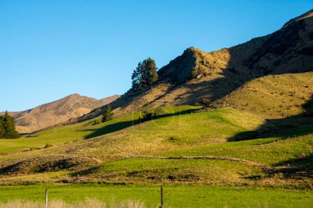 Photo for Green Pasture in Southland Region - New Zealand - Royalty Free Image