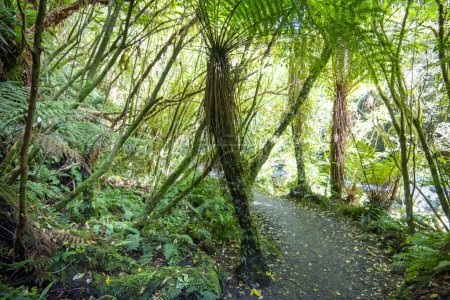 Catlins Forest Park - New Zealand